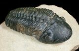 Prone Reedops Trilobite #4926-1